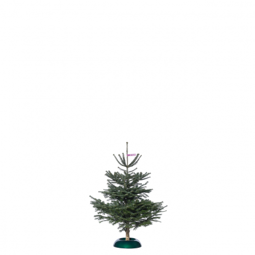 Nordmanntanne Premium bis 125cm