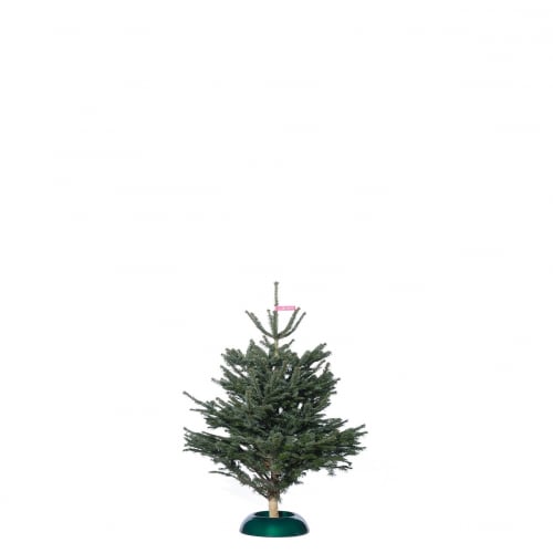 Nordmanntanne Premium bis 150cm