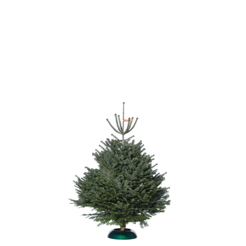 Nordmanntanne Premium bis 175cm