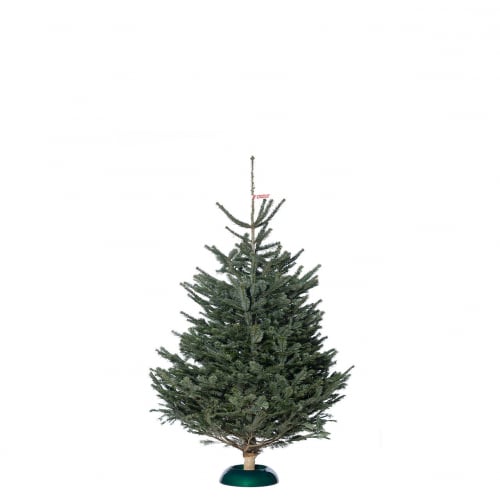Nordmanntanne Premium bis 200cm