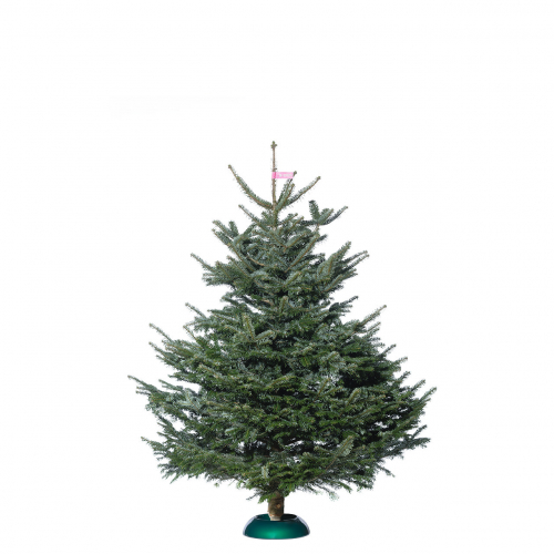 Nordmanntanne Premium bis 225cm