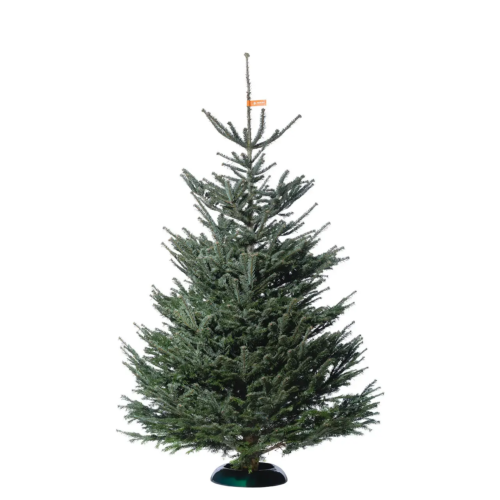 Nordmanntanne Premium bis 250cm