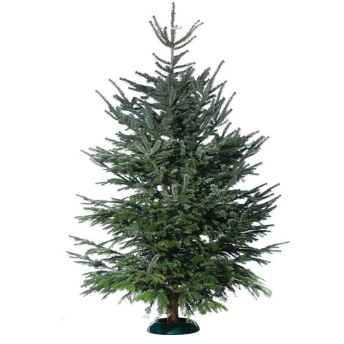Nordmanntanne Premium bis 275cm