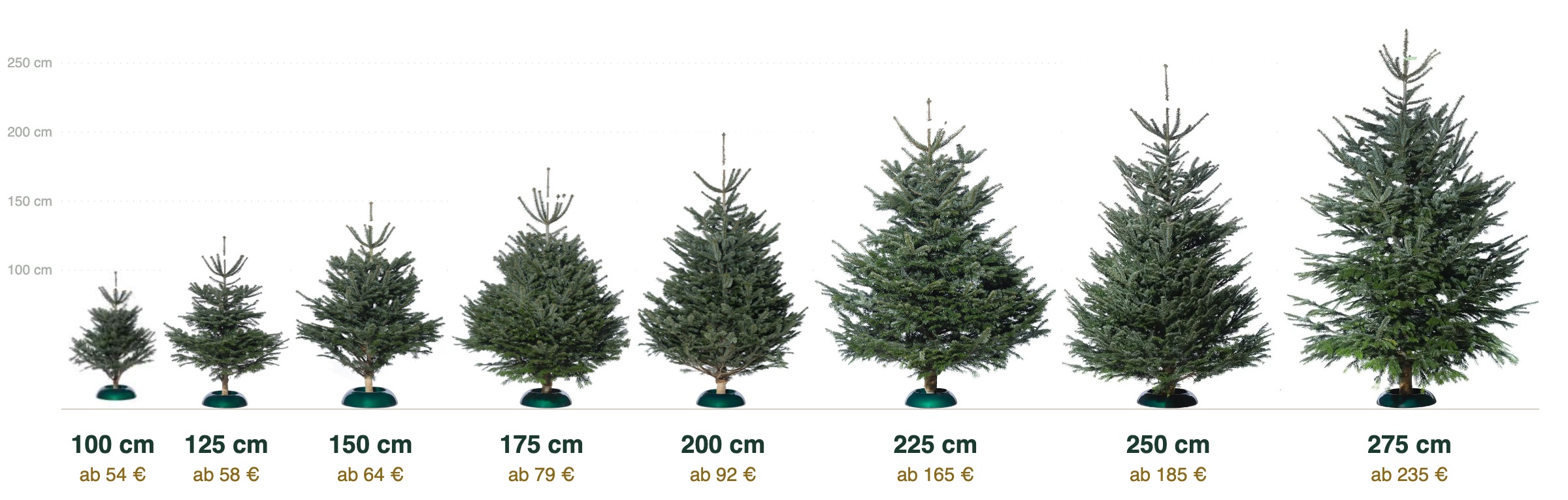 Größenvergleich: acht Nordmanntannen von 100 bis 275 cm, maßstabsgetreu