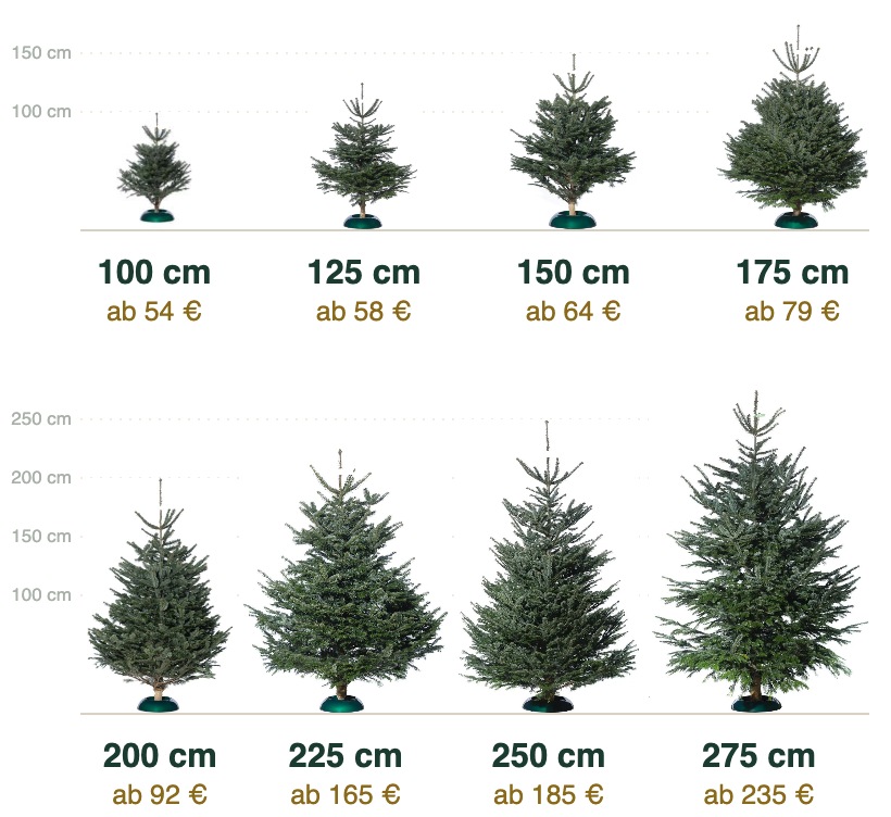 Größenvergleich: acht Nordmanntannen von 100 bis 275 cm, maßstabsgetreu